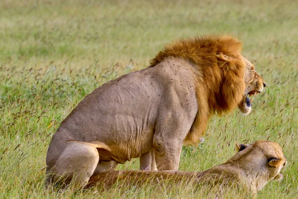 Afribay Adventures safari guide team preparing for a Kenya game drive