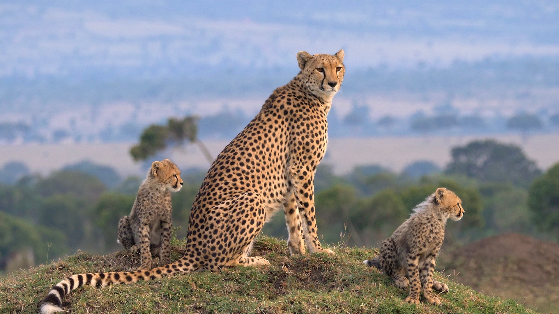 Masai Mara National Reserve view 2