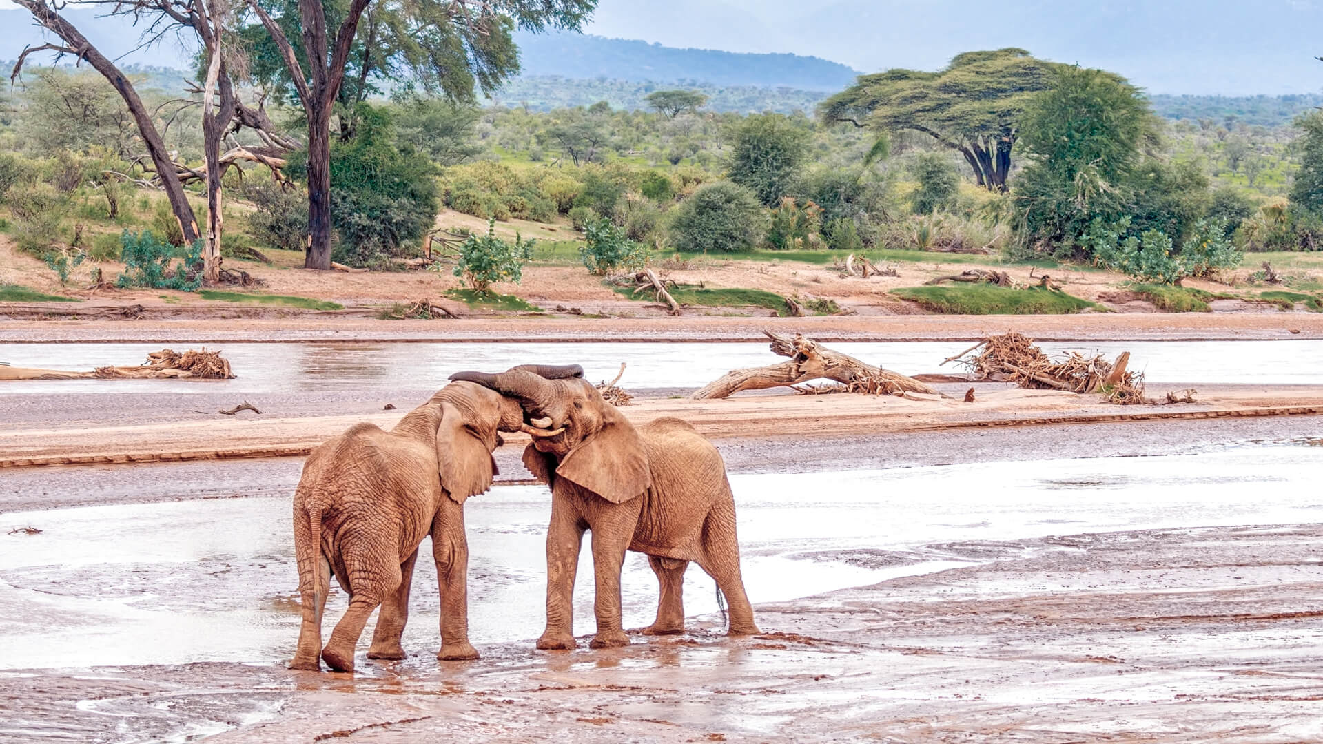 Samburu Accommodations