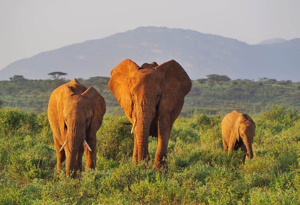 Samburu National Reserve view 5